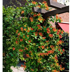 Lonicera x heckrottii Goldflame - kúszó lonc