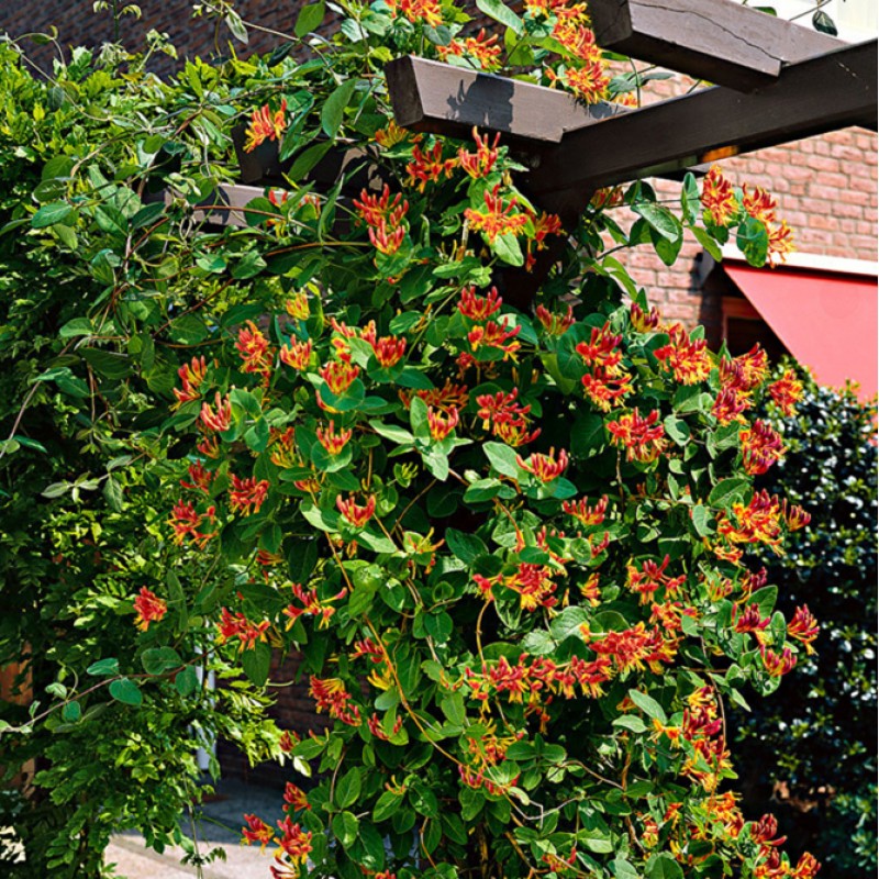 Lonicera x heckrottii Goldflame - kúszó lonc