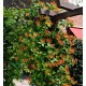 Lonicera x heckrottii Goldflame - kúszó lonc