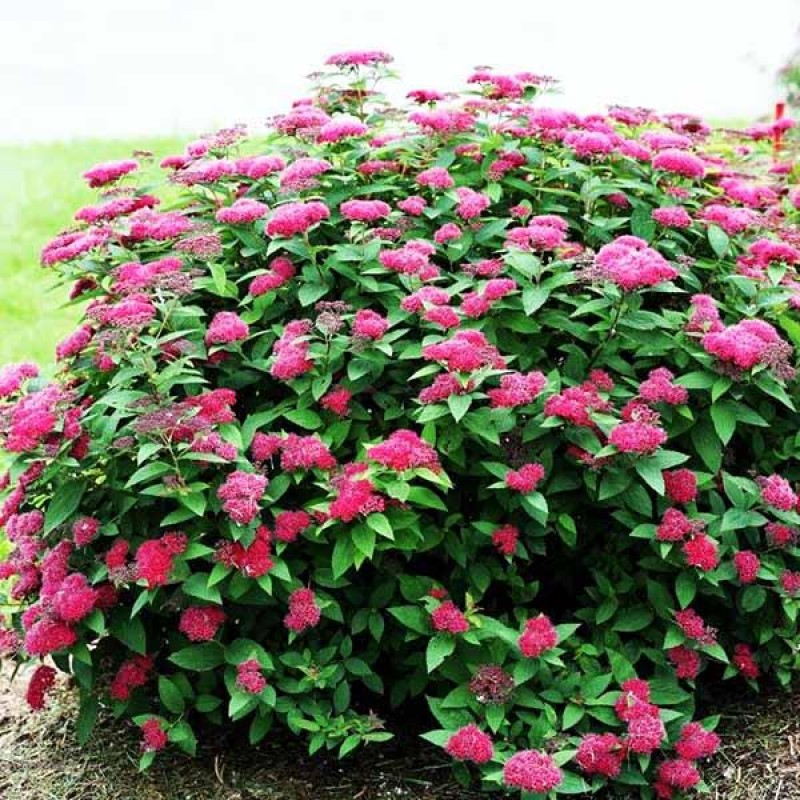 Spiraea jap. Darts Red  japán gyöngyvessző