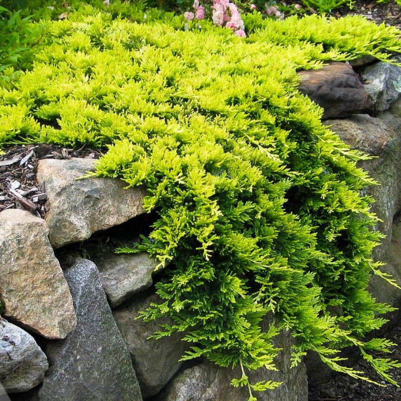 Juniperus ‘Golden Carpet’ – Aranyszőnyeg boróka