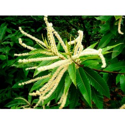 Szelídgesztenye - Castanea sativa