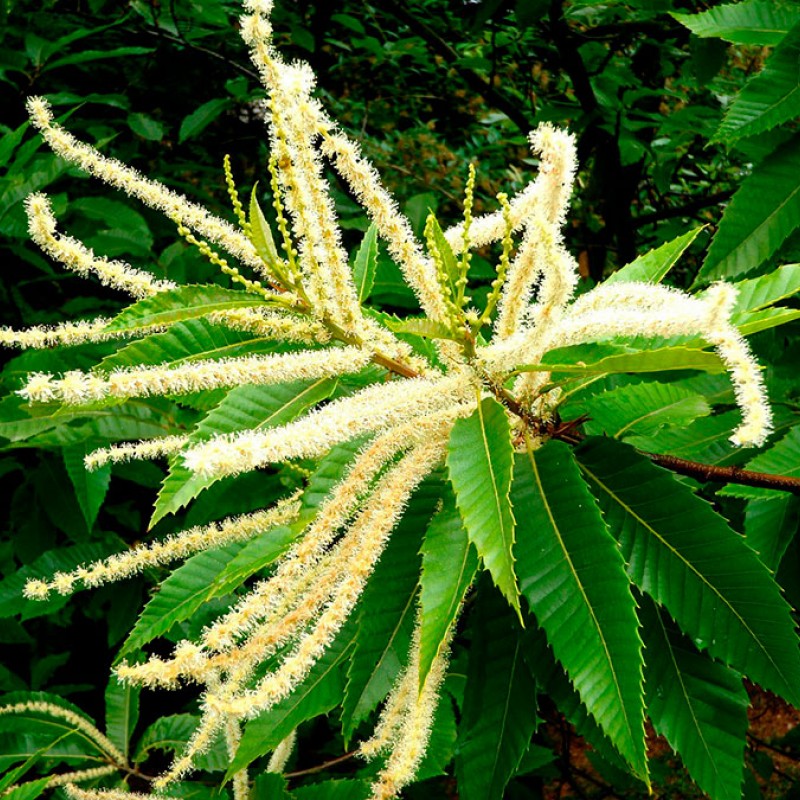 Szelídgesztenye - Castanea sativa