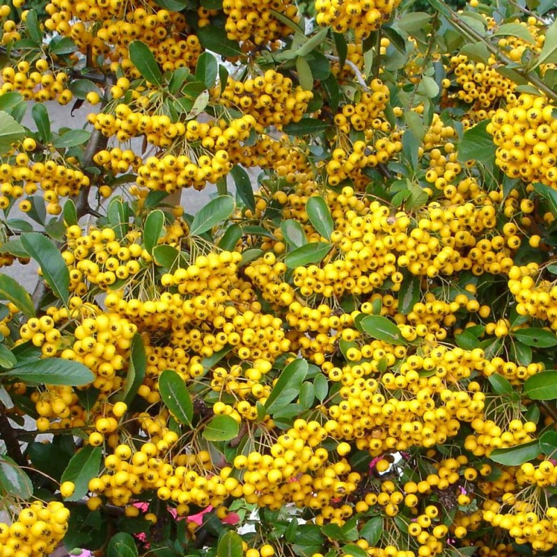 Tűztövis - Pyracantha Golden Charmer