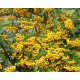 Tűztövis - Pyracantha Golden Charmer