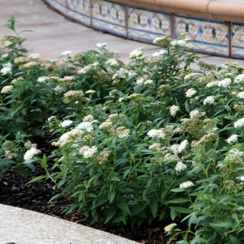 Spiraea jap. ALBIFLORA - Japán Gyöngyvessző