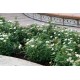 Spiraea jap. ALBIFLORA - Japán Gyöngyvessző