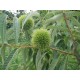 Szelídgesztenye - Castanea sativa