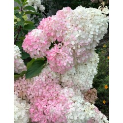 Hydrangea paniculata 'Vanille Fraise' fa - Bugás hortenzia  90-100cm