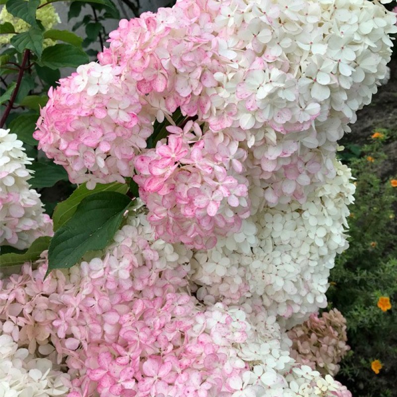 Hydrangea paniculata 'Vanille Fraise' fa - Bugás hortenzia  90-100cm