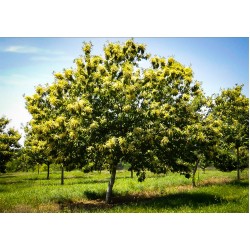 Szelídgesztenye - Castanea sativa