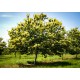 Szelídgesztenye - Castanea sativa