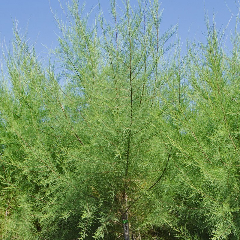 Tamarix tetranda