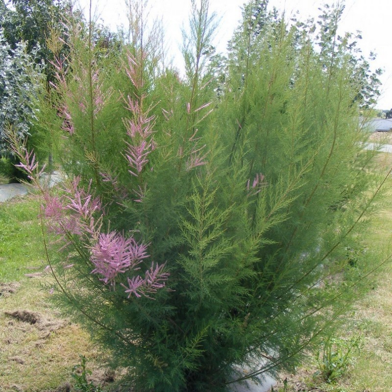 Tamarix tetranda