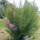 Tamarix tetranda