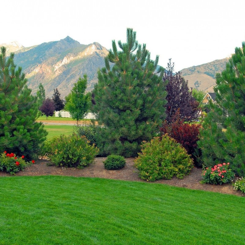  Erdei fenyő40-50cm (Pinus Sylvestris)