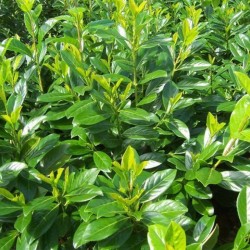 Prunus laurocerasus 'Novita' - Babérmeggy 25-30cm