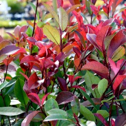 Korallberkenye - Photinia RED ROBIN 35-40cm