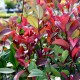 Korallberkenye - Photinia RED ROBIN 35-40cm