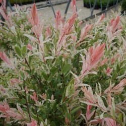 Tarkalevelű Japán fűz (Salix integra "Hakuro Nishiki") Tarkalevelű Japán fűz (Salix integra "Hakuro Nishiki")