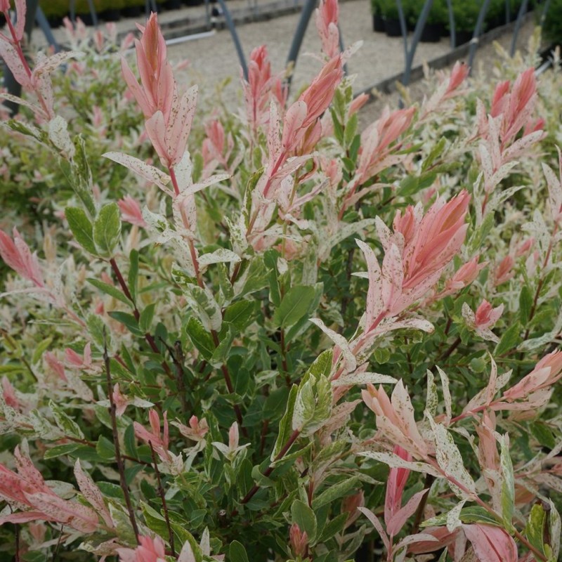 Tarkalevelű Japán fűz (Salix integra "Hakuro Nishiki")