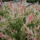 Tarkalevelű Japán fűz (Salix integra "Hakuro Nishiki")