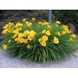 HEMEROCALLIS STELLA D’ORO – Sásliliom