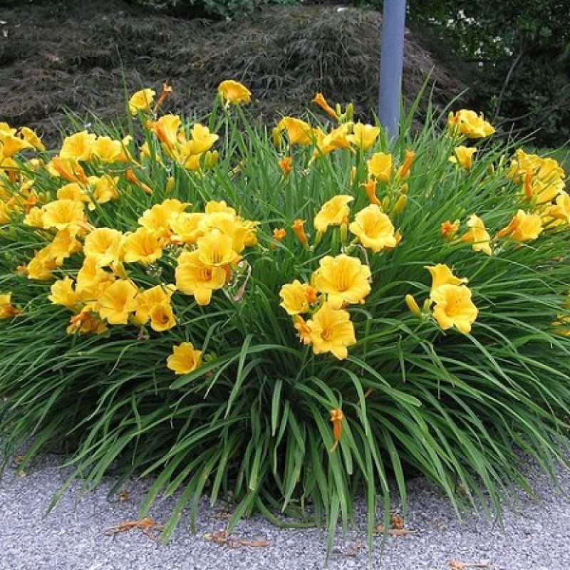 HEMEROCALLIS STELLA D’ORO – Sásliliom