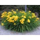 HEMEROCALLIS STELLA D’ORO – Sásliliom