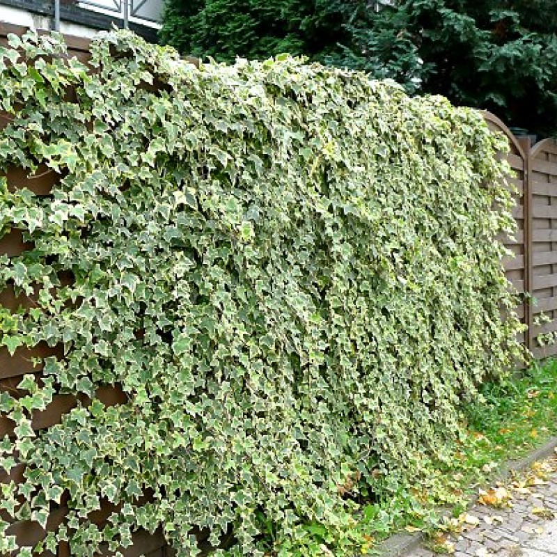 Borostyán (Hedera helix Gold Child