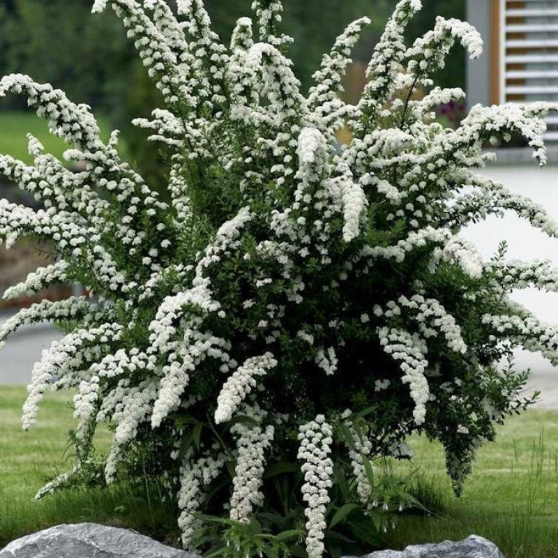 Spiraea cinerea 'Grefsheim' Gyöngyvessző