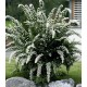 Spiraea cinerea 'Grefsheim' Gyöngyvessző