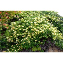 Lonicera japonica ‘Halliana’- örökzöld japán lonc