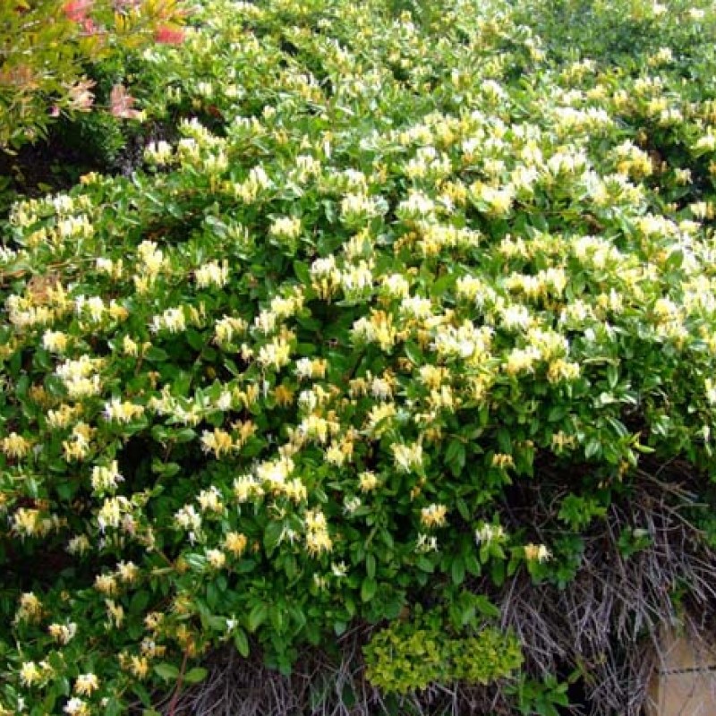 Lonicera japonica ‘Halliana’- örökzöld japán lonc