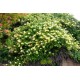 Lonicera japonica ‘Halliana’- örökzöld japán lonc
