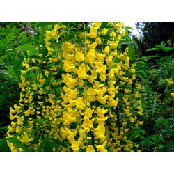 Laburnum anagyroides – Aranyeső