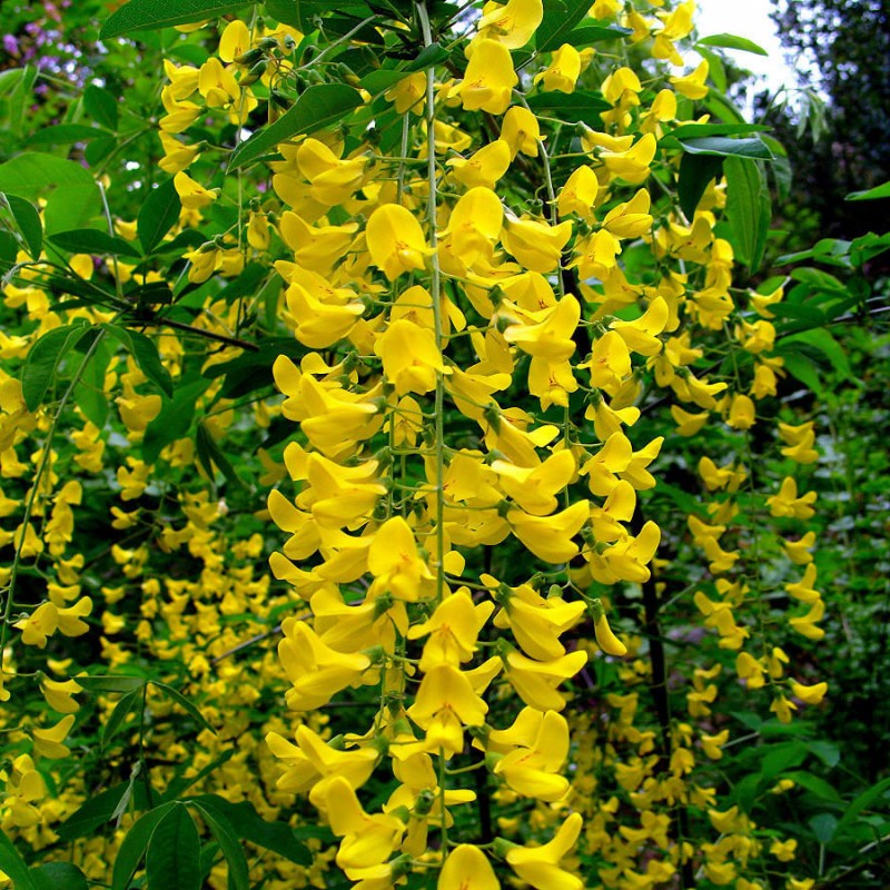 Laburnum anagyroides – Aranyeső