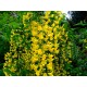 Laburnum anagyroides – Aranyeső