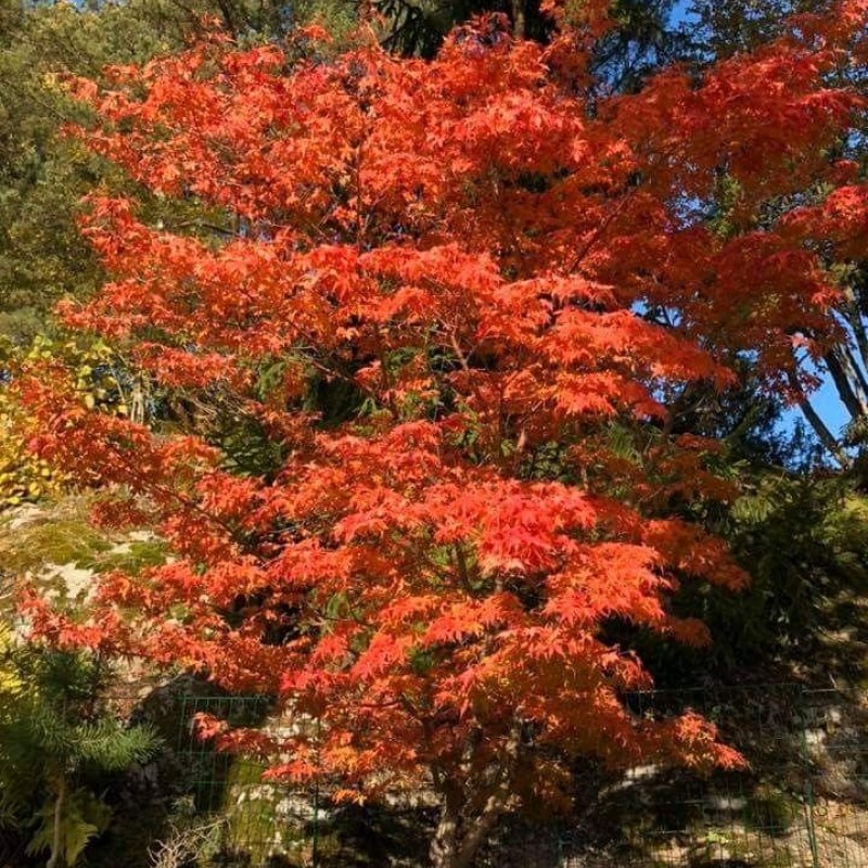 Acer palmatum 'Katsura' – Japán juhar