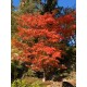 Acer palmatum 'Katsura' – Japán juhar