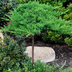 Juniperus procumbens ‘Nana’ törzsre oltott