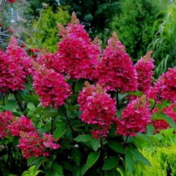 Hydrangea paniculata 'Wim's Red' - Bugás Hortenzia