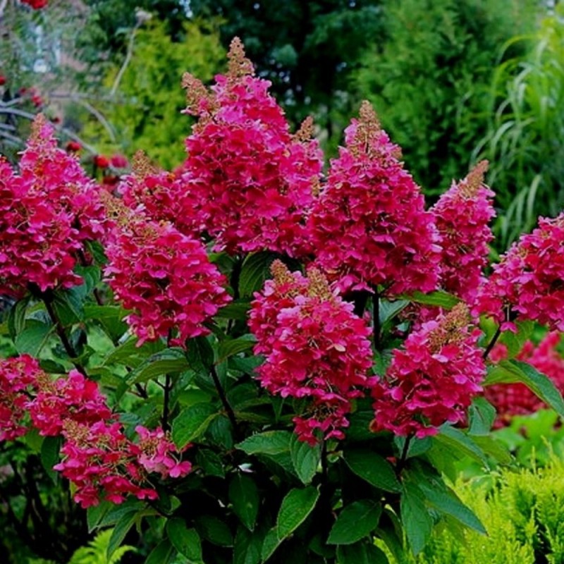 Hydrangea paniculata 'Wim's Red' - Bugás Hortenzia
