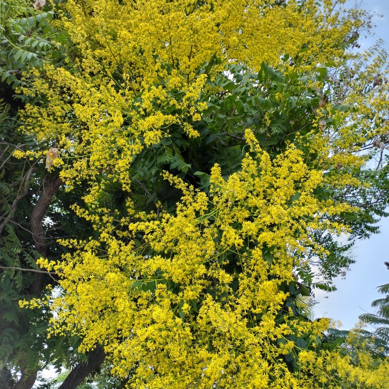 Koelreuteria paniculata - Bugás csörgőfa