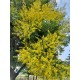 Koelreuteria paniculata - Bugás csörgőfa