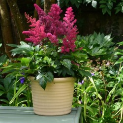 Astilbe Younique 'Ruby Red' - piros tollbuga