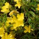 Oenothera 'African Sun' - Ligetszépe