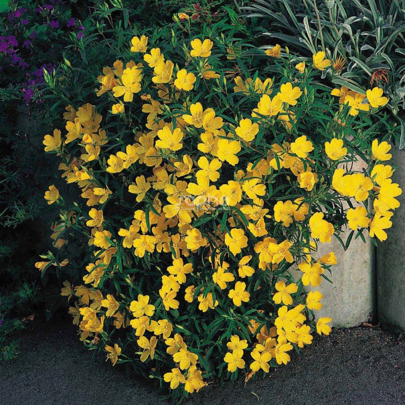 Oenothera 'African Sun' - Ligetszépe