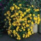 Oenothera 'African Sun' - Ligetszépe