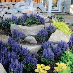 Ajuga reptans ‘Blueberry Muffin’ 